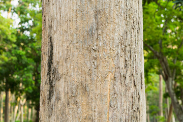 Teak bark texture fine quality wood