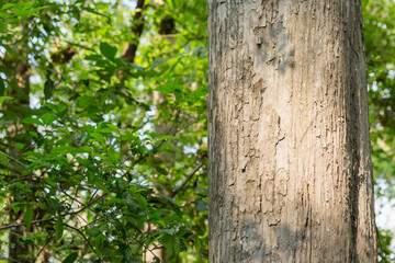 Teak bark texture fine quality wood