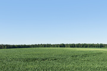 Landscape of green meadow and clear blue sky with forest on the horizon.