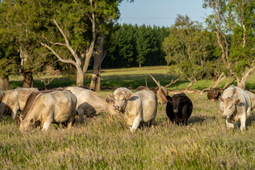 Angus and Murray Grey Cows grazing on green grass