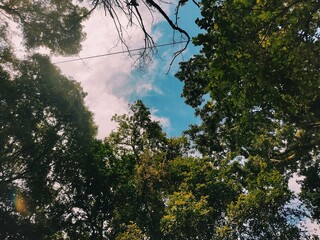 sun shining through trees