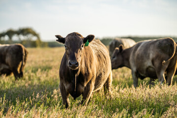 Angus and Murray Grey Cows grazing on green grass