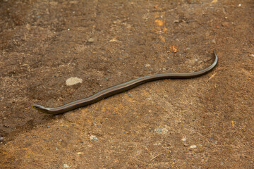 Cobra - Cobra de vidro - Cobra tropical