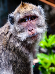 Close up of a macaque