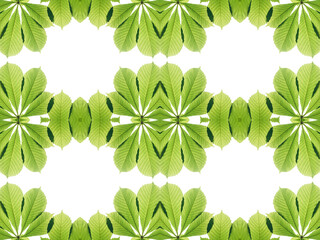 green chestnut leaves pattern on white background. nature background. flat lay leaves texture. top view