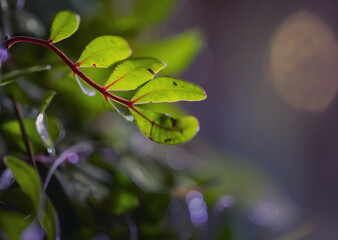 A branch with green leaves on a dark purple background with beautiful bokeh. Macro. Copy space. Wildlife, vegetation, plant.
