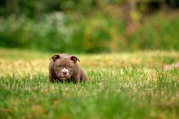 American bully puppy on green grass, cute little puppy frolics and plays on green lawn, copy space.