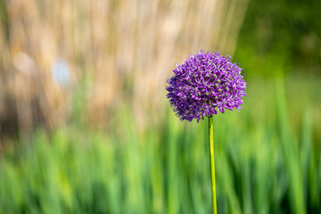 Allium nigrum, perennial onion from the Mediterranean region and Asia Minor.