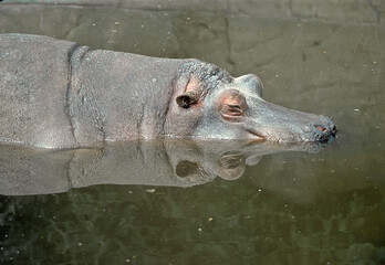 Fototapeta premium Hippopotamus amphibius