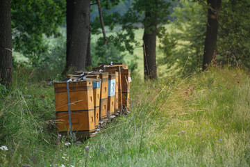 Beekeeping farm in the forest -  Buckwheat honey
