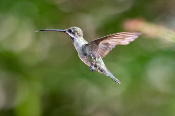 Fototapeta na wymiar A Long-billed Starthroat hummingbird (Heliomaster longirostris) hovering in the sunlight with a bokeh background. Bird in flight. Tropical bird in nature.