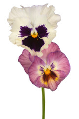 pansy flower isolated