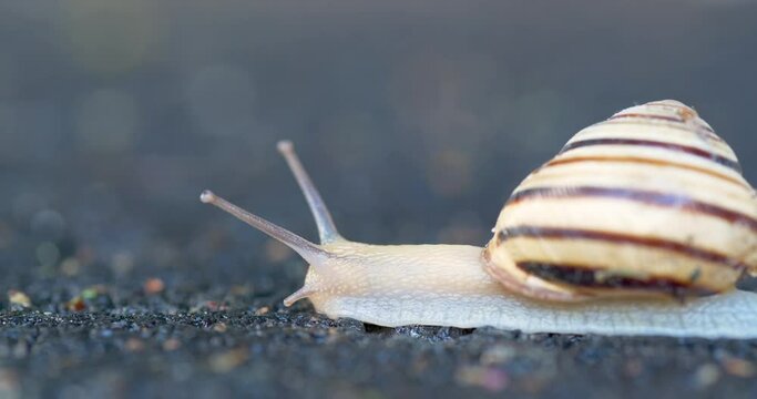 Close-up of a snail crawling on the dark surface