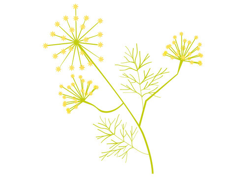 handgezeichneter bl&uuml;hender Dill mit kleinen Bl&uuml;ten