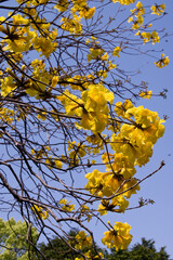 The name of these flowers is 