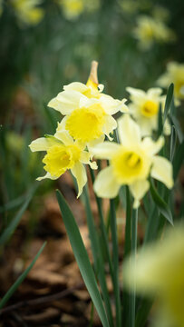 FLORES EN PRIMAVERA