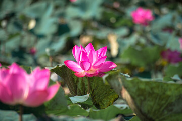 Close up Pink Lotus (Nelumbo nucifera Gaertn.) in the lake, colorful pink-white petals with green nature background