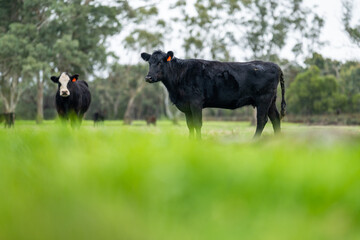 Close up of Angus and Murray Grey Cows eating long pasture in Australia