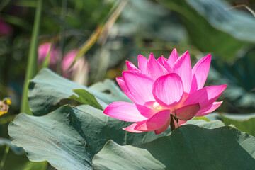 Close up Pink Lotus (Nelumbo nucifera Gaertn.) in the lake, colorful pink-white petals with green...