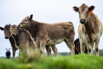 Close up of Angus and Murray Grey Cows eating long pasture in Australia