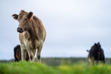 Close up of Angus and Murray Grey Cows eating long pasture in Australia