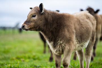 Close up of Angus and Murray Grey Cows eating long pasture in Australia