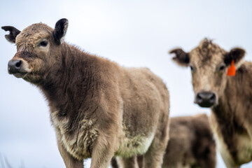 Close up of Angus and Murray Grey Cows eating long pasture in Australia