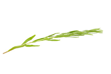 Fototapeta premium Lavender herb plant with green leaves isolated on white background