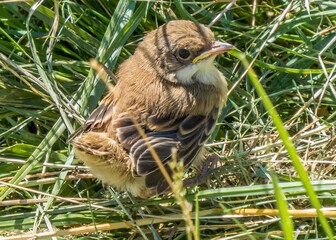 baby wren the shortest bird in England hiding in the grass