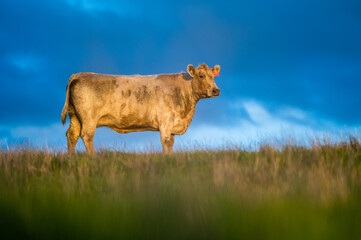 Close up of Angus and Murray Grey Cows , in golden light.
