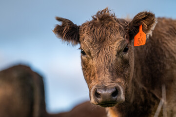 Close up of Angus and Murray Grey Cows , in golden light.