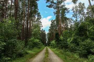 Fototapeta na wymiar droga w lesie