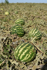 A variety of green striped organic watermelons on the green watermelon plantation in summer. Vertical.