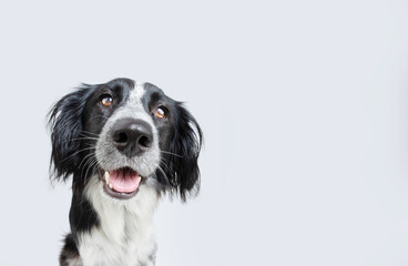 Portrait happy smiling puppy dog isolated on gray background