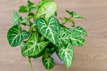 Syngonium podophyllum, Common names: arrowhead plant, arrowhead vine, arrowhead philodendron, goosefoot, African evergreen, and American evergreen,  white butterfly - 445185569