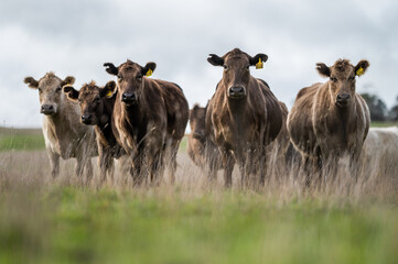 Close up of Angus and Murray Grey Cows grazing on green grass.