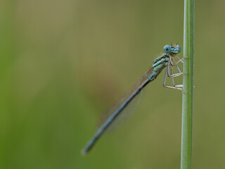 blue dragonfly on leaf