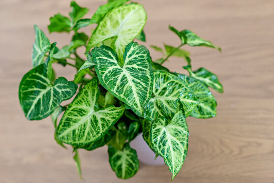 Syngonium podophyllum, Common names: arrowhead plant, arrowhead vine, arrowhead philodendron, goosefoot, African evergreen, and American evergreen,  white butterfly