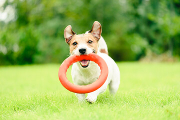 Happy smiling dog fetches ring puller toy on green grass lawn on summertime day