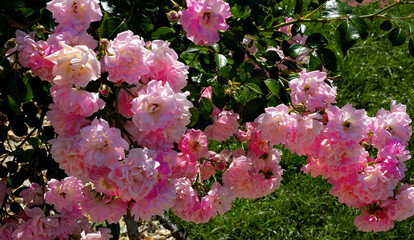 image of beautiful flowers in the park close-up