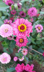 Pink daisy flower in the garden.