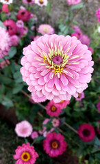 Pink chrysanthemum flower.