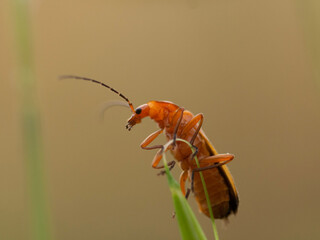 bug on a leaf