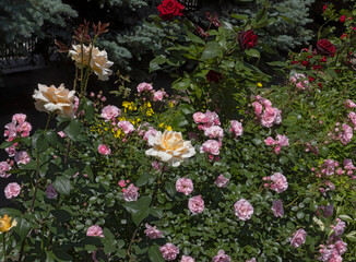 Fototapeta na wymiar image of beautiful flowers in the park close-up