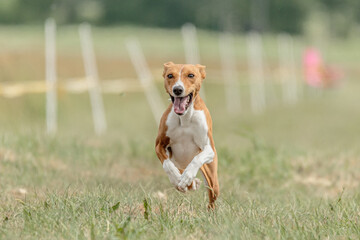 Basenji dog running lure coursing competition on field