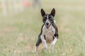 Basenji dog running lure coursing competition on field