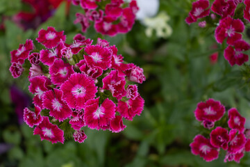Fototapeta premium image of beautiful flowers in the park close-up