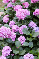 pink hydrangea flowers