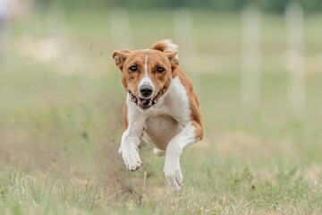 Basenji dog running lure coursing competition on field