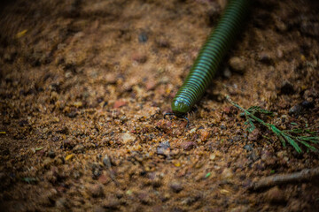 Millipede on gravel